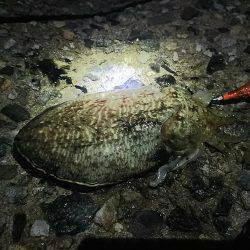 ナイターエギング