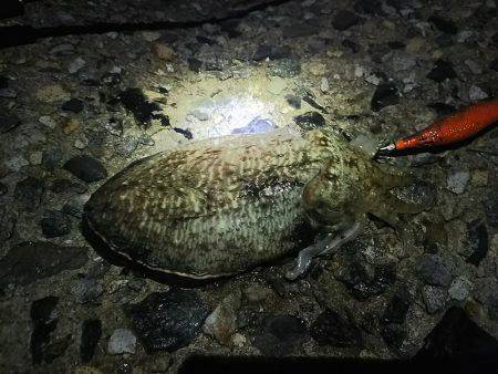 ナイターエギング