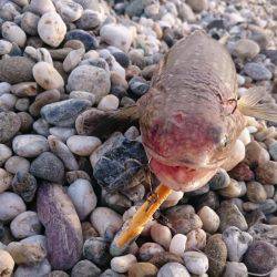 淡路島縦断釣行