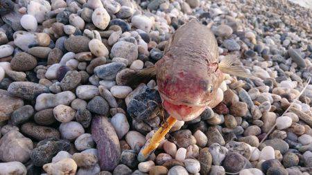 淡路島縦断釣行