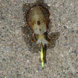 エギング&ライトジギング