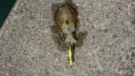 エギング&ライトジギング