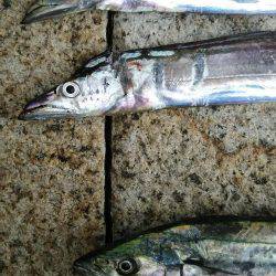 タチウオ、サゴシ