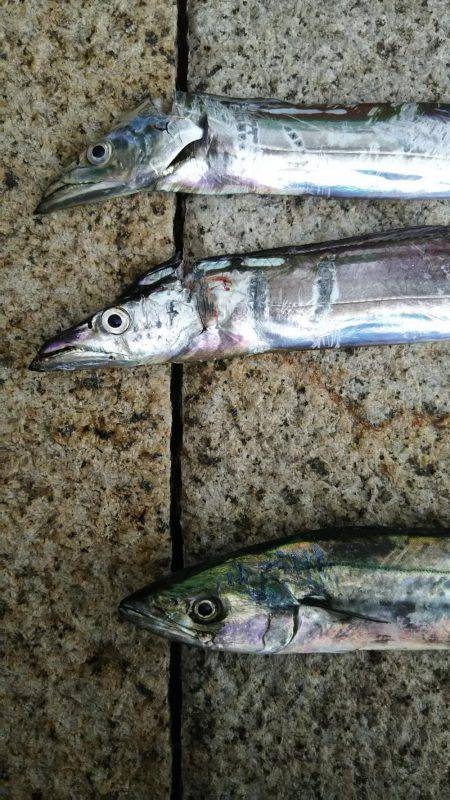 タチウオ、サゴシ