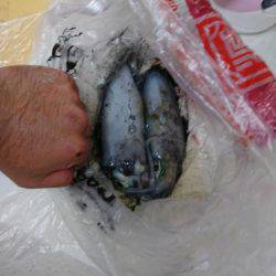 サイトエギング