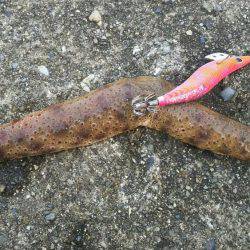 第５回ラブ太平洋串本エギング大会へ