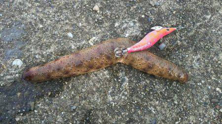 第５回ラブ太平洋串本エギング大会へ