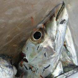 タチウオ釣行