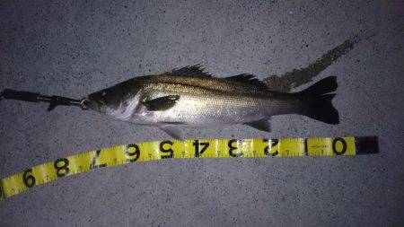 トップで寄せてワインドで