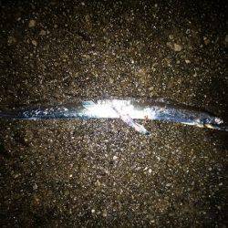 大蔵海岸でタチウオワインド