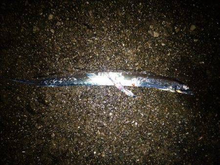 大蔵海岸でタチウオワインド