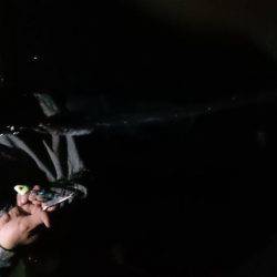 大蔵海岸でアオリイカの新子&サヨリ