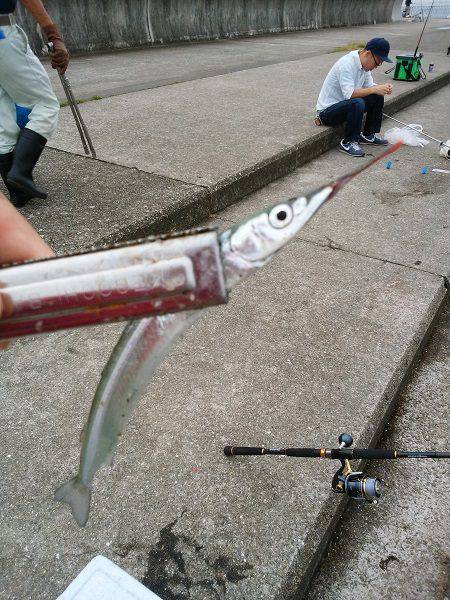 大蔵海岸でアオリイカの新子&サヨリ