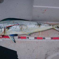 ティップランからのジギング