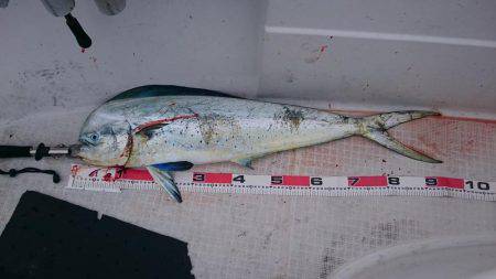 ティップランからのジギング