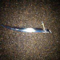 大蔵海岸でタチウオワインド