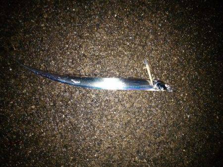 大蔵海岸でタチウオワインド