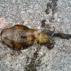 大蔵海岸でエギング