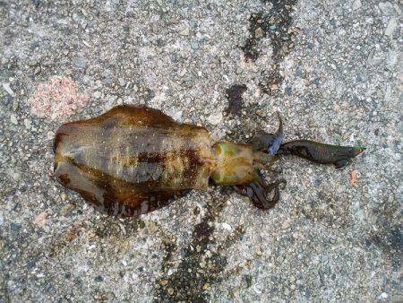 大蔵海岸でエギング