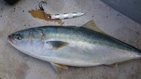 アルバトロスで爆釣❗