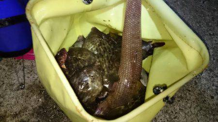 いろいろ釣れる！