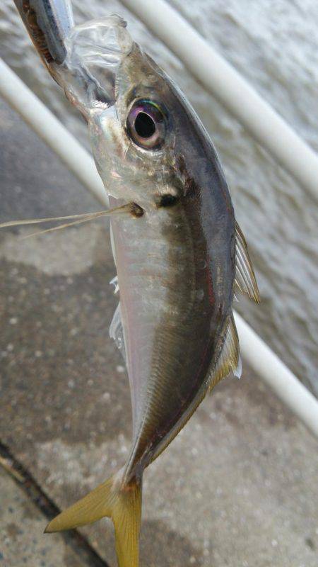 シーサイドコスモ でかサバ