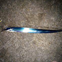 大蔵海岸でタチウオの引き釣り