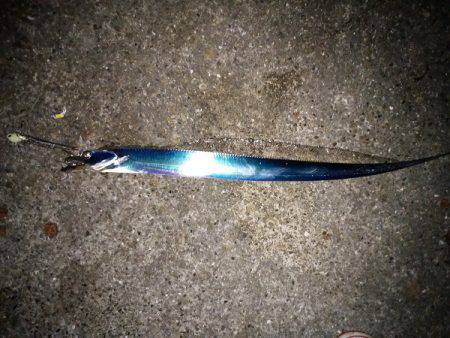 大蔵海岸でタチウオの引き釣り