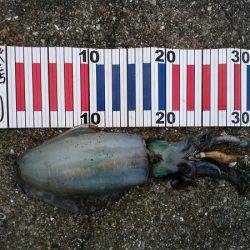 大蔵海岸でアオリイカ&サヨリ