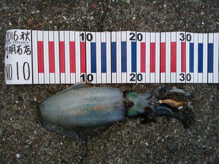 大蔵海岸でアオリイカ&サヨリ