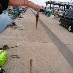 林崎漁港でハゼ釣り