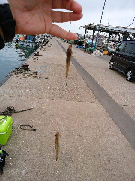 林崎漁港でハゼ釣り