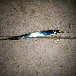 大蔵海岸でタチウオの引き釣り