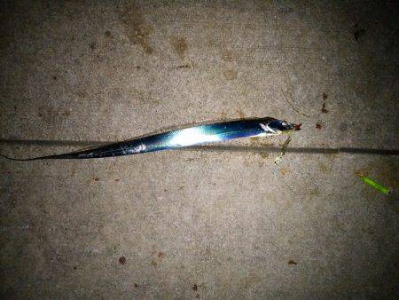 大蔵海岸でタチウオの引き釣り