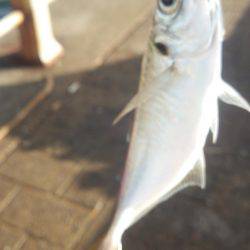 シーサイドコスモ アジ不調