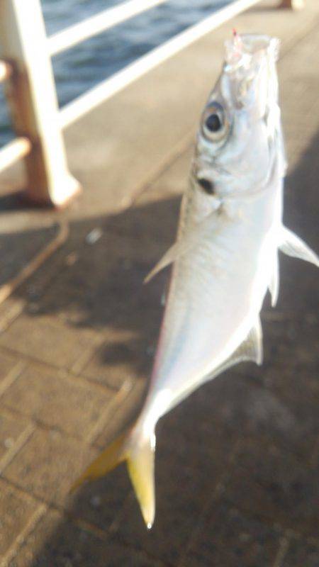 シーサイドコスモ アジ不調