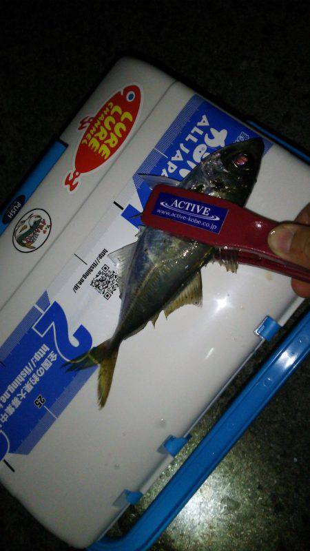 淡路島アオリ解禁日に撃沈(笑)