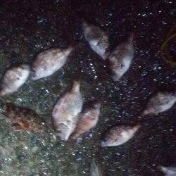 チャリコ多数 海タナゴ20cm超え