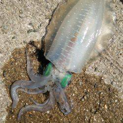 やっぱり人が少ないと釣れます❗