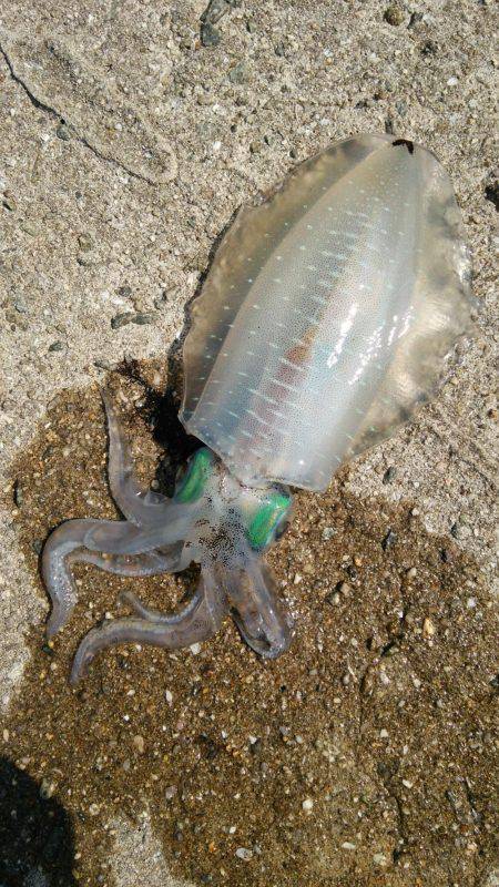 やっぱり人が少ないと釣れます❗