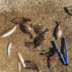 ハギング好調 ウマズラばっかり