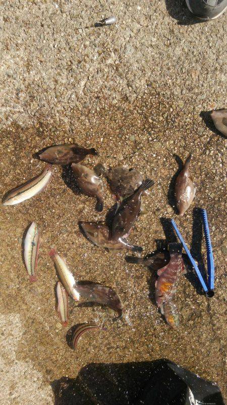 ハギング好調 ウマズラばっかり