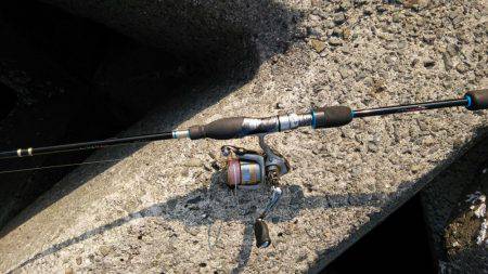 なかなかえぇサイズに