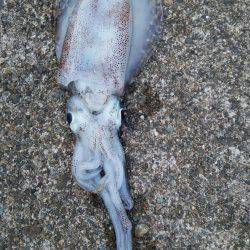 あまりの引きに無名の餌木竿が…