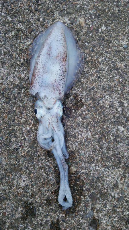 あまりの引きに無名の餌木竿が…