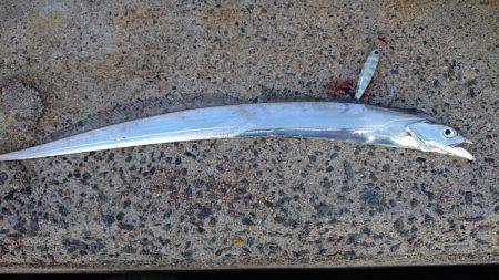 太刀魚釣り　淡路は空いてます