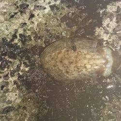 グイグイ引くコウイカ