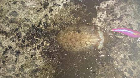 グイグイ引くコウイカ