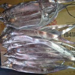 貝塚太刀魚、絶好調！