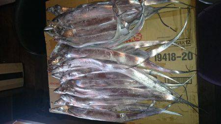 貝塚太刀魚、絶好調！